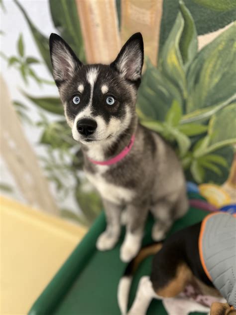 Breed Spotlight: The Alaskan Klee Kai! - Wags & Wiggles