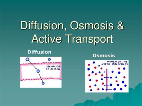 PPT - Diffusion, Osmosis & Active Transport PowerPoint Presentation - ID:3428296