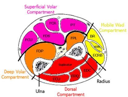 Forearm compartments - juluring