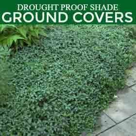 Ground Cover Shade Drought Tolerant - ground cover and shrubs