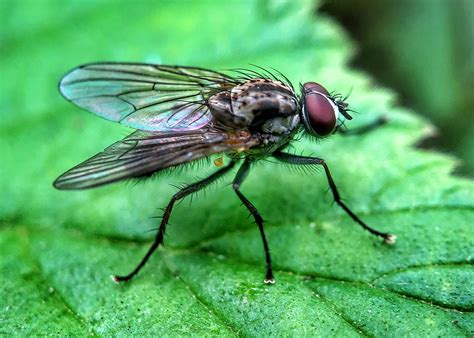 8 Secrets For Incredible Insect Macro Photography On iPhone