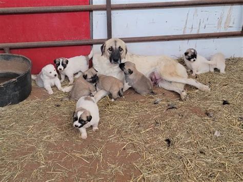 9 Anatolian/Great Pyrenees puppies available in Lubbock - Puppies for Sale Near Me