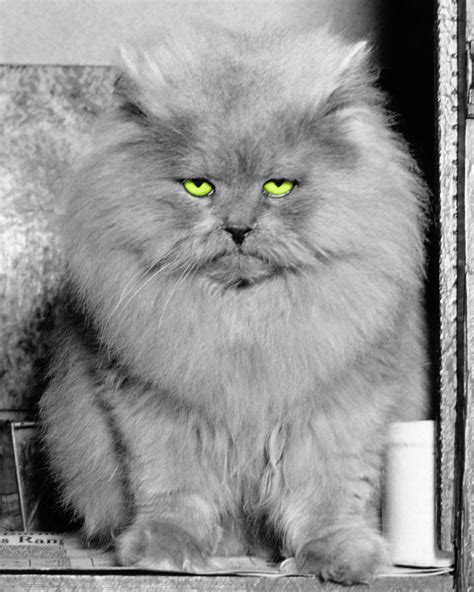 1940s Long Hair Blue Persian Cat Photograph by Vintage Images - Pixels