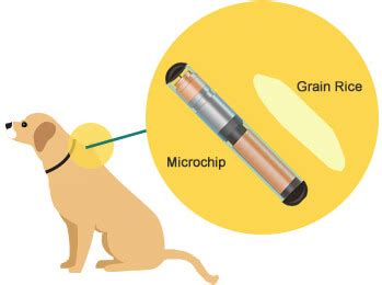 Where Do Dogs Get Their Microchip