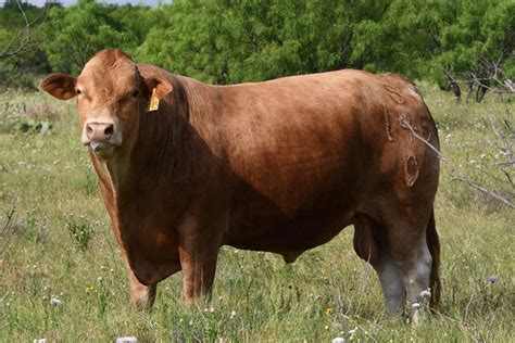 Beef Sires | Sustainable Genetics