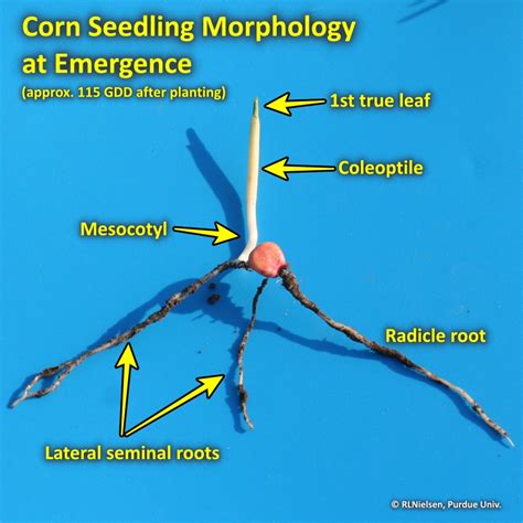 The Emergence Process in Corn (Purdue University)