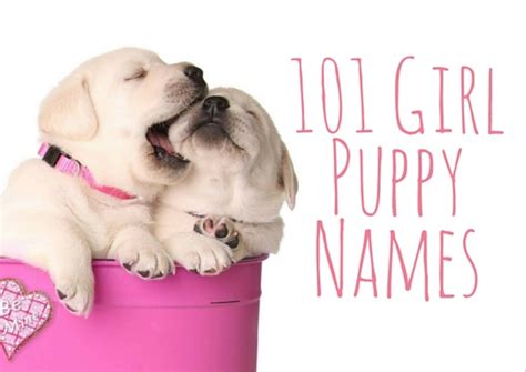 50+ cute dog names indian Inspired by Indian culture and mythology