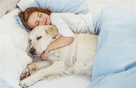 These 11 super-affectionate dog breeds love to cuddle | Reader's Digest Australia