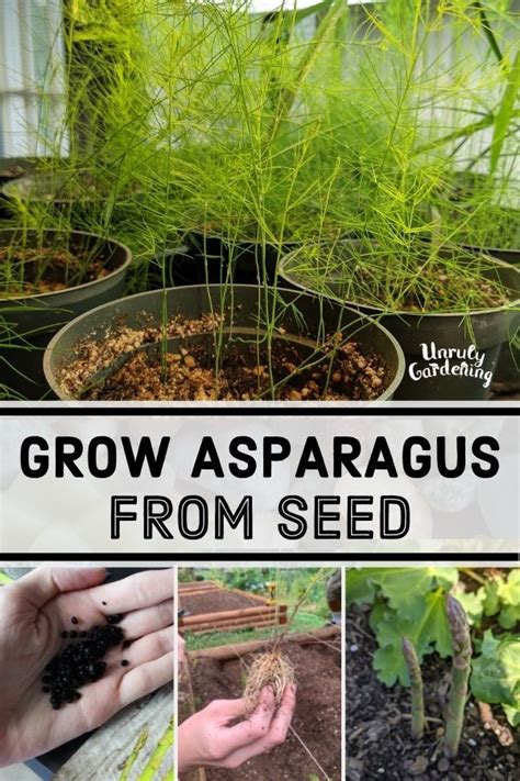 ASPARAGUS Connover's Colossal 10 Seeds HEIRLOOM vegetable garden PERENNIAL PLANT Yard, Garden ...