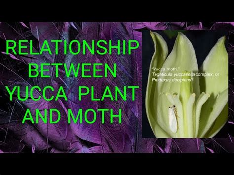 Yucca Moth Life Cycle