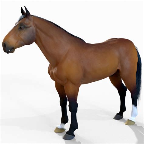 Horse 3D model animals | CGTrader