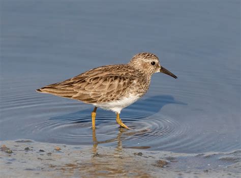 Least Sandpiper | San Diego Bird Spot