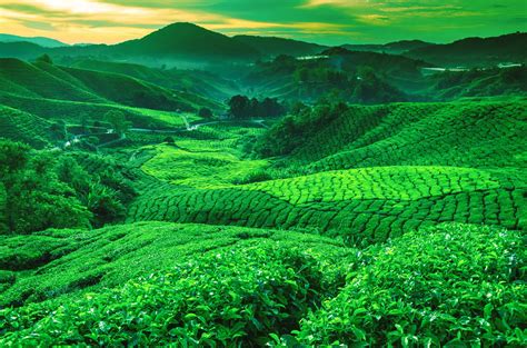 Greenery Hill Tea Plantation Valley Wallpaper - Resolution:2128x1409 - ID:1137031 - wallha.com