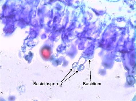 Reading: Fungi | Biology II Laboratory Manual