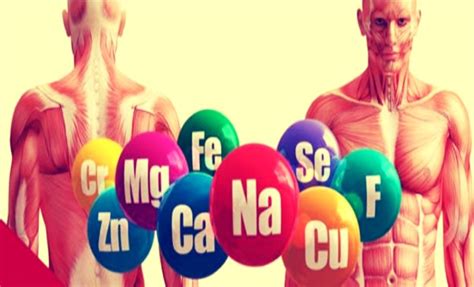 How Many Chemical Elements are in the Human Body?