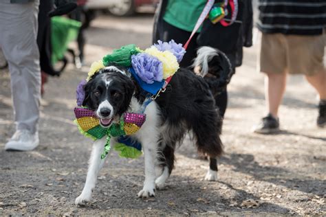 dog-parade-31 - The ABGB