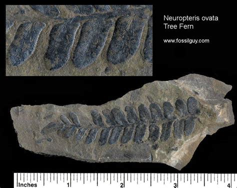 Fossilguy.com: Carboniferous Fossil Fern Identification