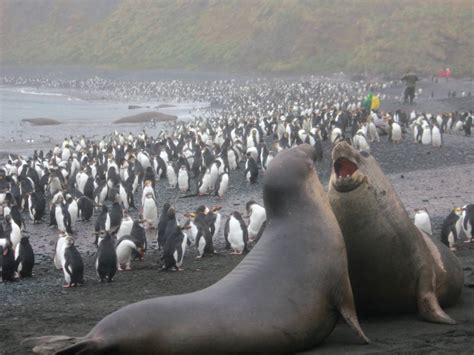 Antarctica: where to find the best wildlife encounters | World Ex