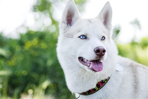 White Husky: What To Know About This Majestic Albino Dog - Marvelous Dogs