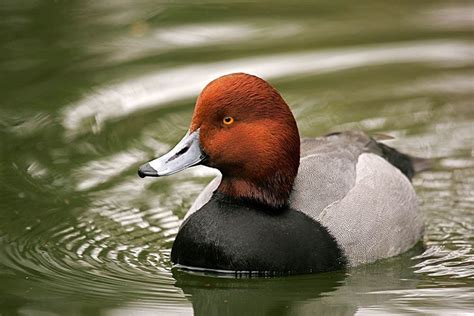 21 Types of Duck in Georgia (With Pictures) - Optics Mag