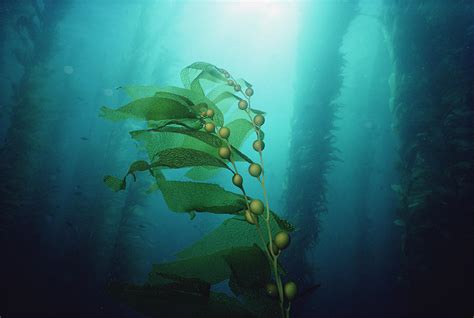 Giant Kelp Forest California Photograph by Flip Nicklin