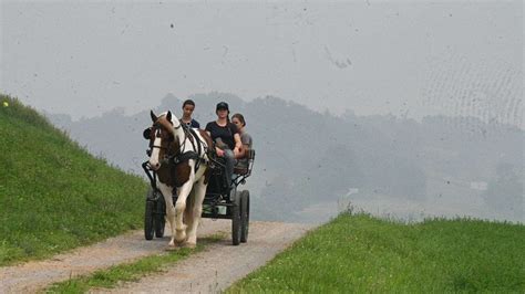 Master is a Handsome Reg. Friesian Sport Horse Gelding