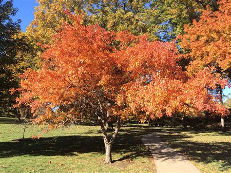 Crabapple fall color | Malus 'Robinson'? | Powell Gardens | Flickr