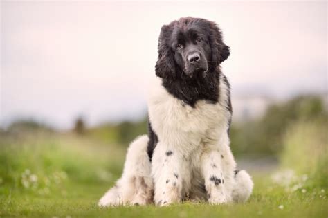 Do Newfypoos Shed Much? - Stop My Dog Shedding