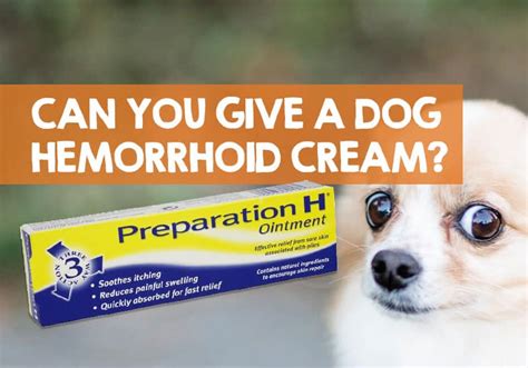 Can I Use Hemorrhoid Cream on My Dog? (Safe Answer)