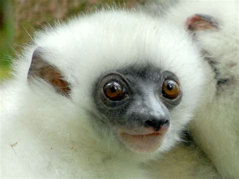 Pin on PRIMATES : LEMUR