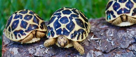 Indian Star tortoise diet baby Indian Star tortoise care sheet