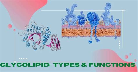 Glycolipid: Types and Functions - Biology Educare