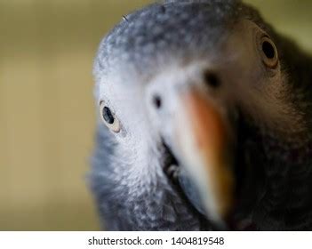 African Grey Parrot Eye Look Chicago Stock Photo 1404819548 | Shutterstock