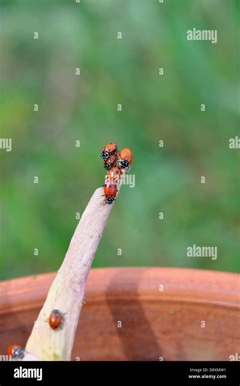 Ladybugs eating aphids on plant Stock Photo - Alamy