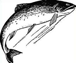 speckled trout clipart - Clipground