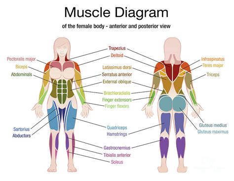 [DIAGRAM] Blank Muscle Diagram For Kids - MYDIAGRAM.ONLINE