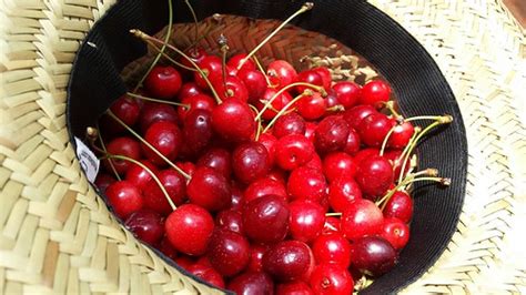 Straw hat full of freshly picked red pie cherries, backyar… | Flickr