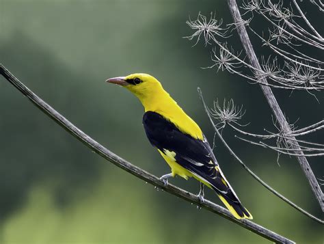 Eurasian Golden Oriole (Avifauna Of Barquedo) · iNaturalist