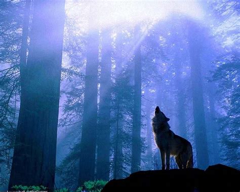 Roaring Wolf Wallpapers - Wolf-Wallpapers.pro