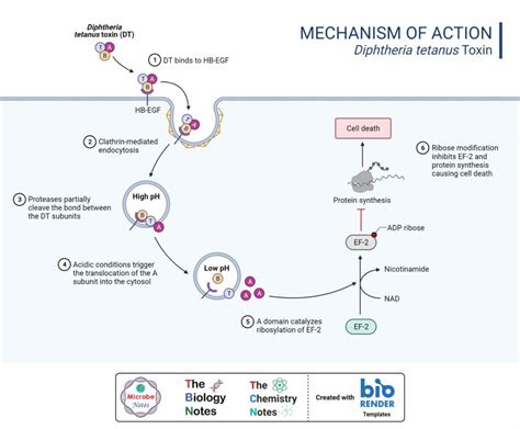 Protein Synthesis Inhibitors- Definition, Examples, Inhibition, Resistance