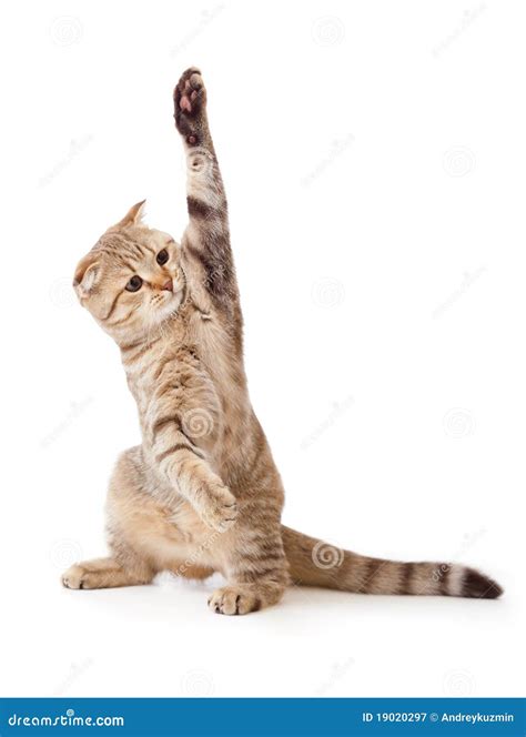 Funny Kitten Pointing Up By One Paw Isolated Royalty Free Stock ...