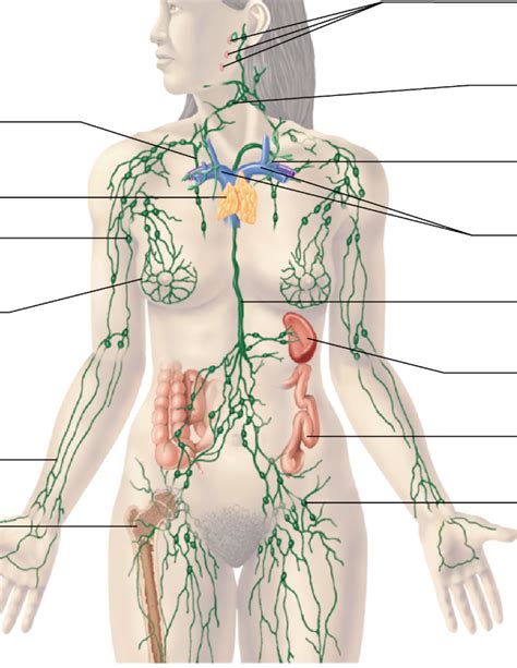 LYMPH Diagram | Quizlet