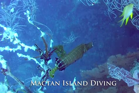 Mactan-Diving-Packages | Cebu City Tour