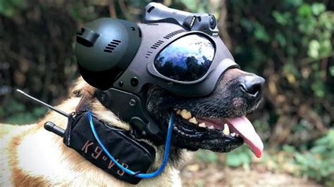 Must Have Gadgets For Military Dogs - YouTube