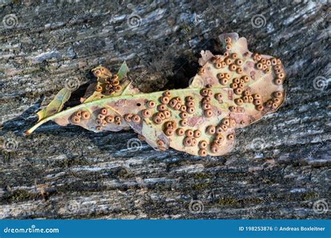 Gall Wasp Eggs On Willow Royalty-Free Stock Photography | CartoonDealer ...