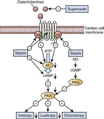 Molecular Mechanisms of Drug Actions: From Receptors to Effectors | Anesthesia Key