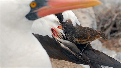 The Vampire Birds of the Galápagos Have Fascinating Inner Lives - The New York Times