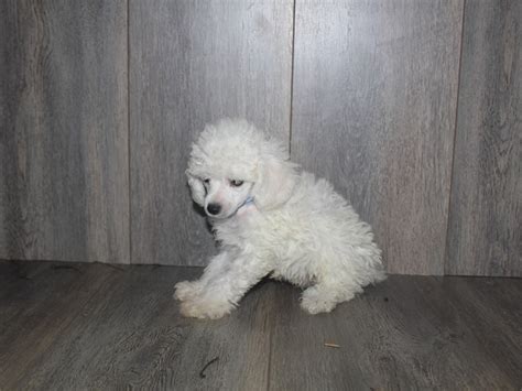 Toy Poodle-DOG-Male-WHITE-2467233-Pet City Houston