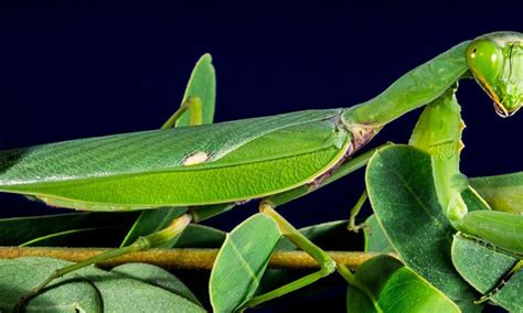 Pictures Of Praying Mantises - Praying Mantis Seen Hunting Fish For The First Time Smart News ...