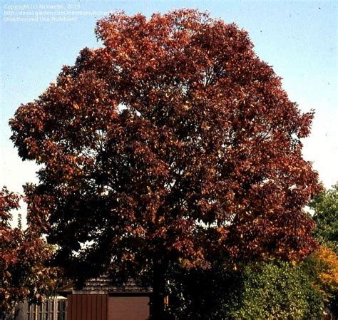 PlantFiles Pictures: White Ash 'Autumn Purple' (Fraxinus americana) by GardenGuyKin